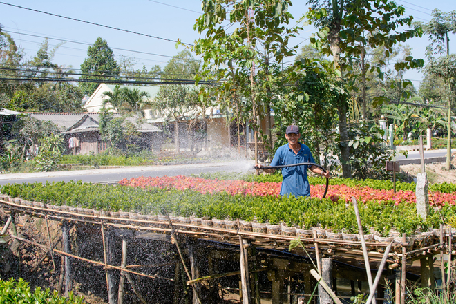 Làng hoa rộng khoảng 60 ha với khoảng 600 hộ gia đình chuyên trồng hoa và cây cảnh. Hiện nay, diện tích đã lan sang các khu vực lân cận, đẩy tổng số hộ trồng lên 1.500. 